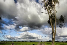 匈牙利队成功晋级欧洲国家杯四强：从绿茵奇迹到全民狂欢